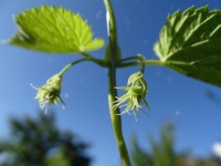 Blühender Hopfen