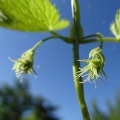 Blühender Hopfen